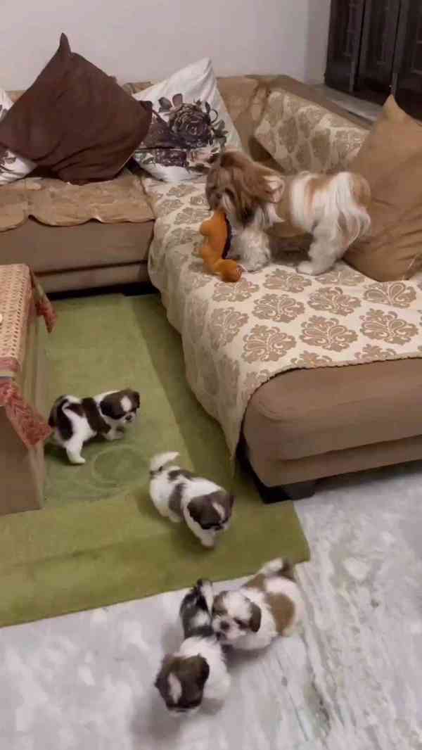 Shih-tzu s PP - foto 3