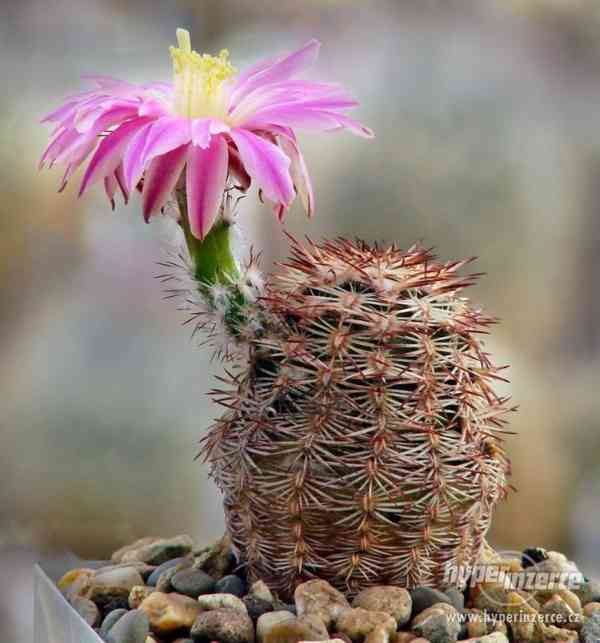 Kaktus Echinocereus adustus SB 72 - semena - foto 1