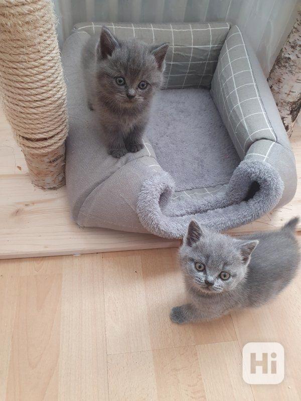 Super malá koťátka britské krátkosrsté kočky (BKH) k dispozi - foto 1