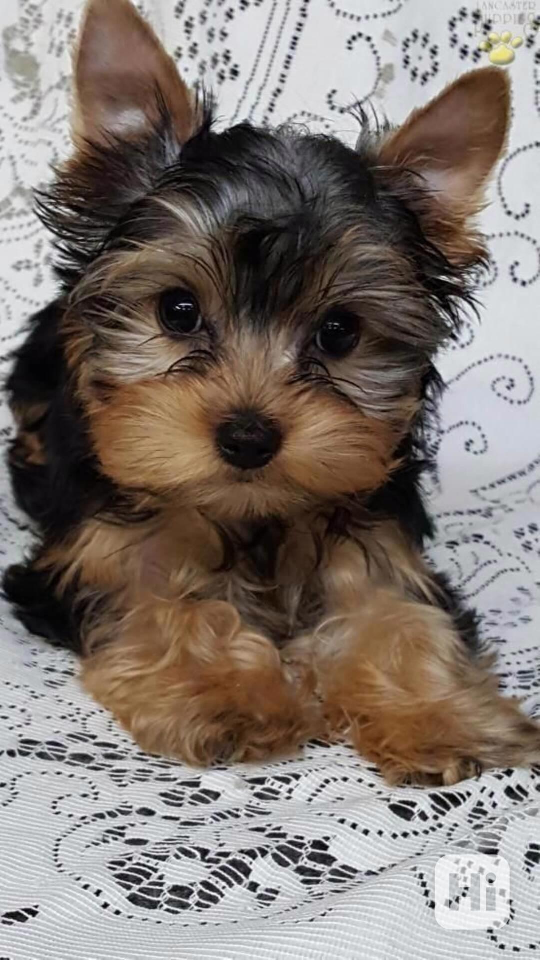 Jorkšírský teriér. - foto 1