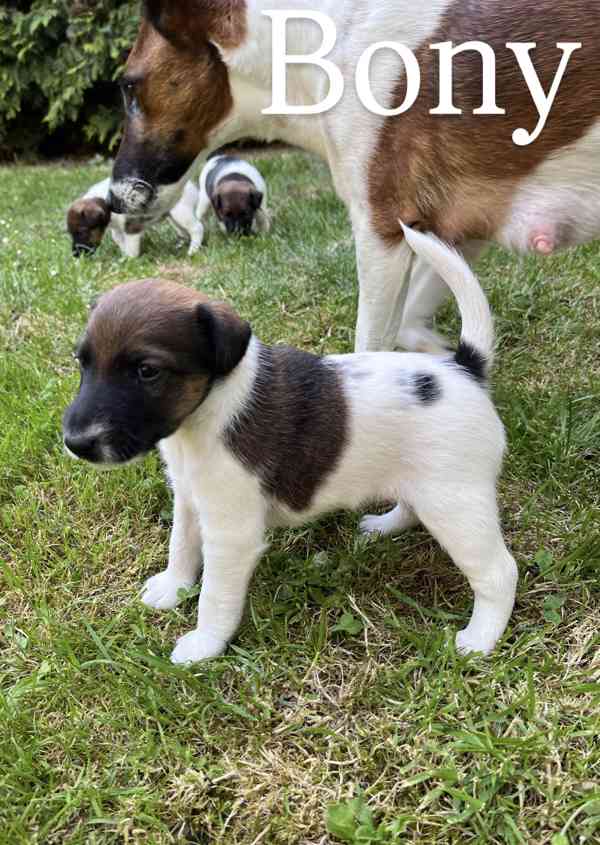 Foxteriér hladkosrstý - štěňátka  - foto 11