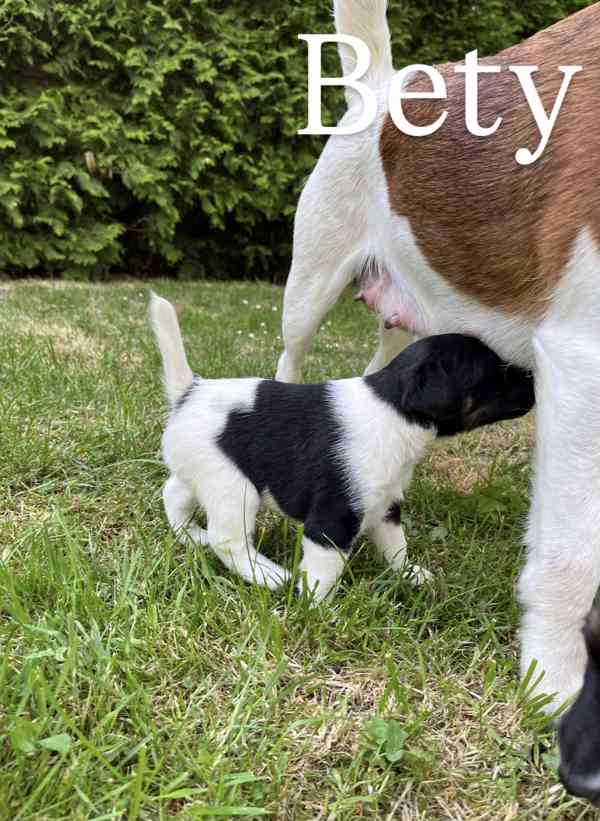 Foxteriér hladkosrstý - štěňátka  - foto 8