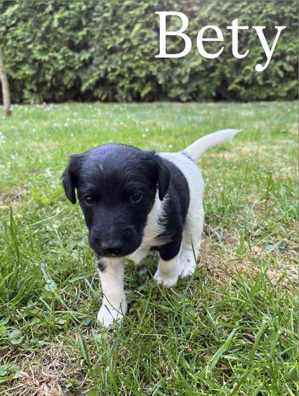 Foxteriér hladkosrstý - štěňátka  - foto 6