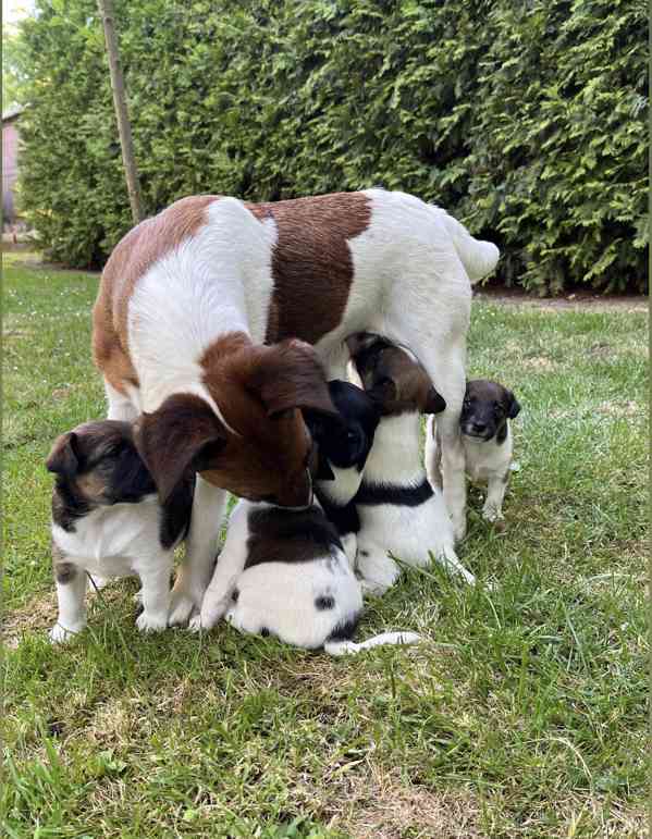 Foxteriér hladkosrstý - štěňátka  - foto 14