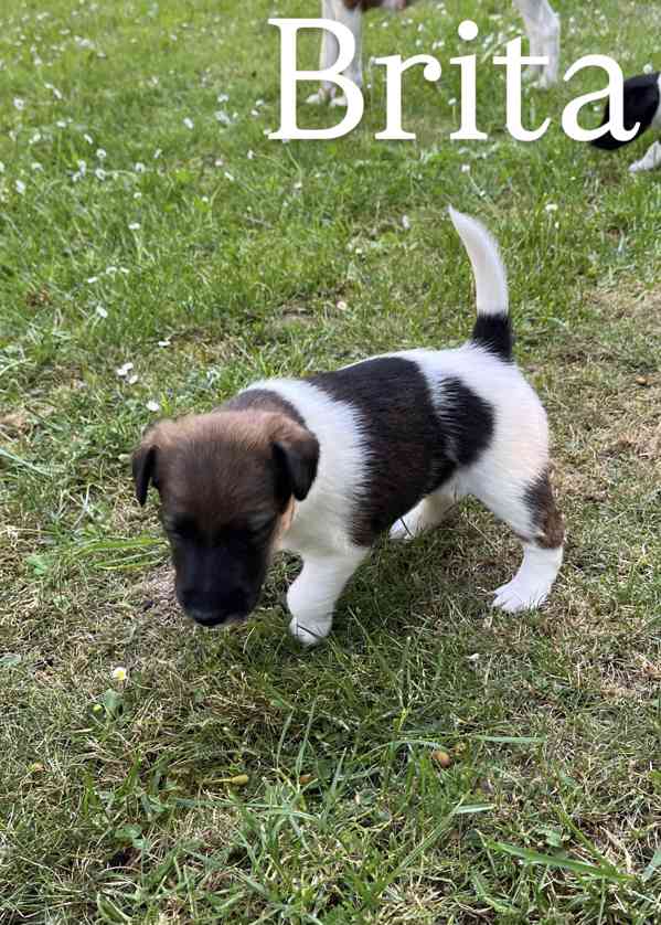 Foxteriér hladkosrstý - štěňátka  - foto 13