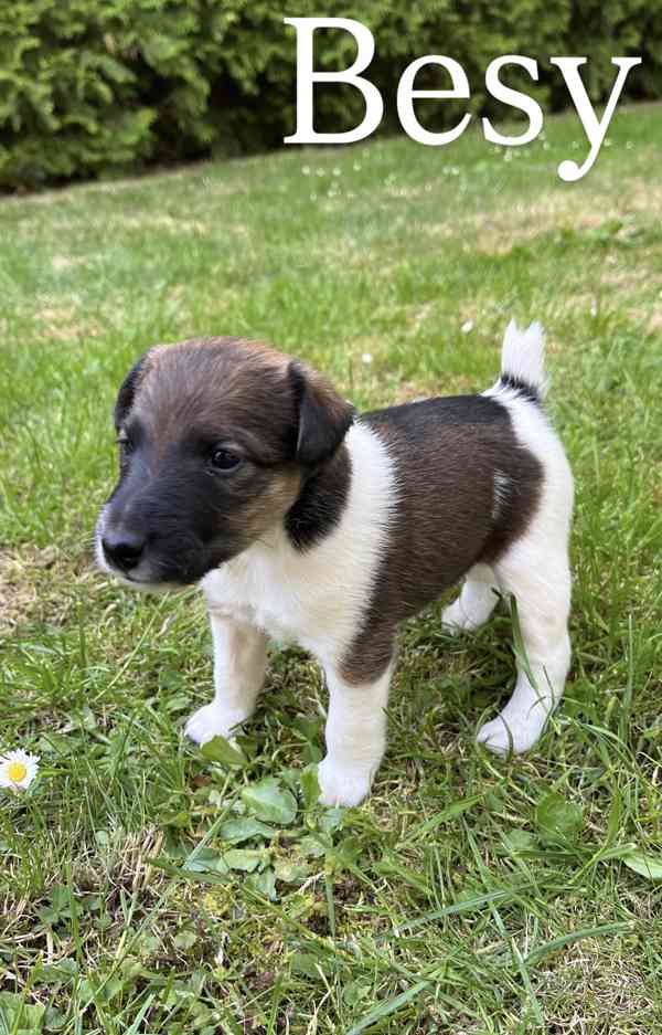 Foxteriér hladkosrstý - štěňátka  - foto 5