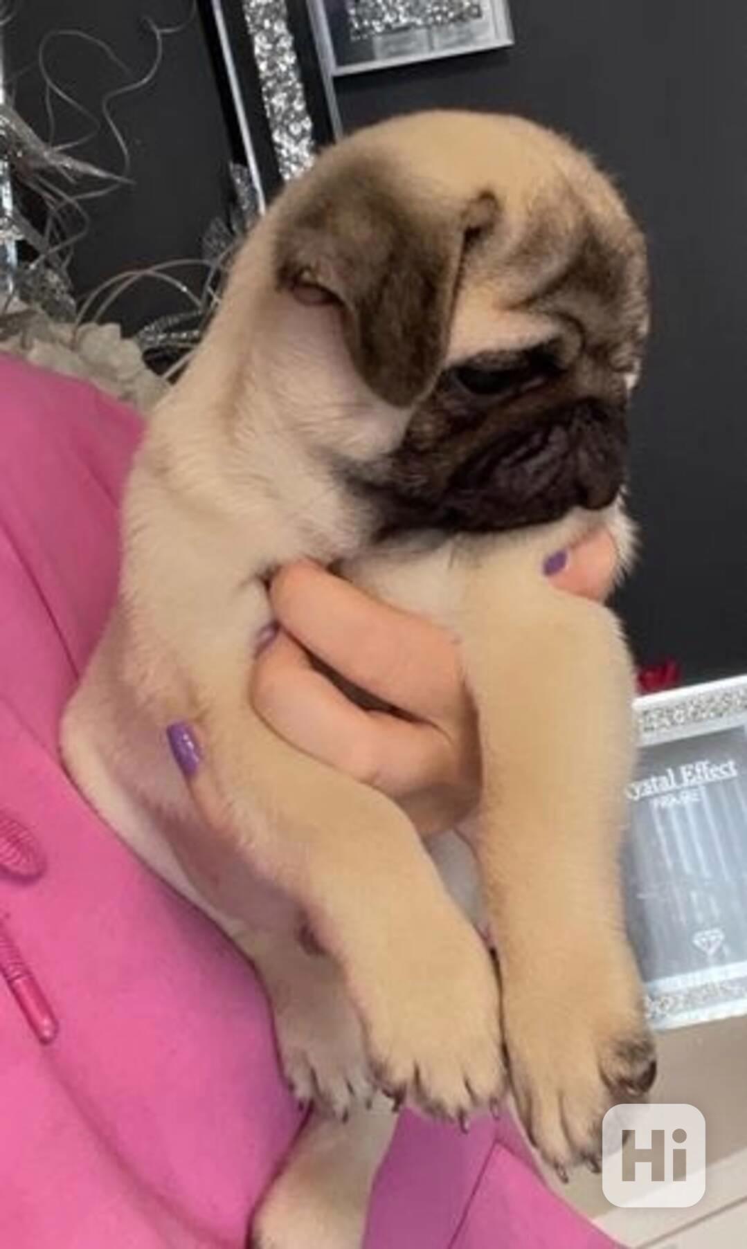 Máme k dispozici štěňata mopse samce a samice. Černé a plavé - foto 1