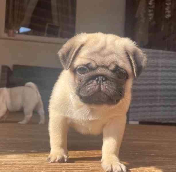 Máme k dispozici štěňata mopse samce a samice. Černé a plavé - foto 2