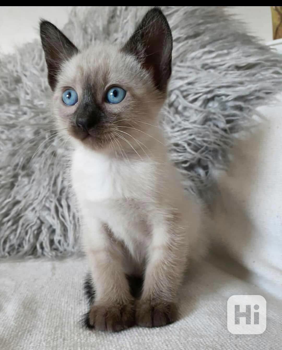  Siamská koťátka k volné adopci   - foto 1