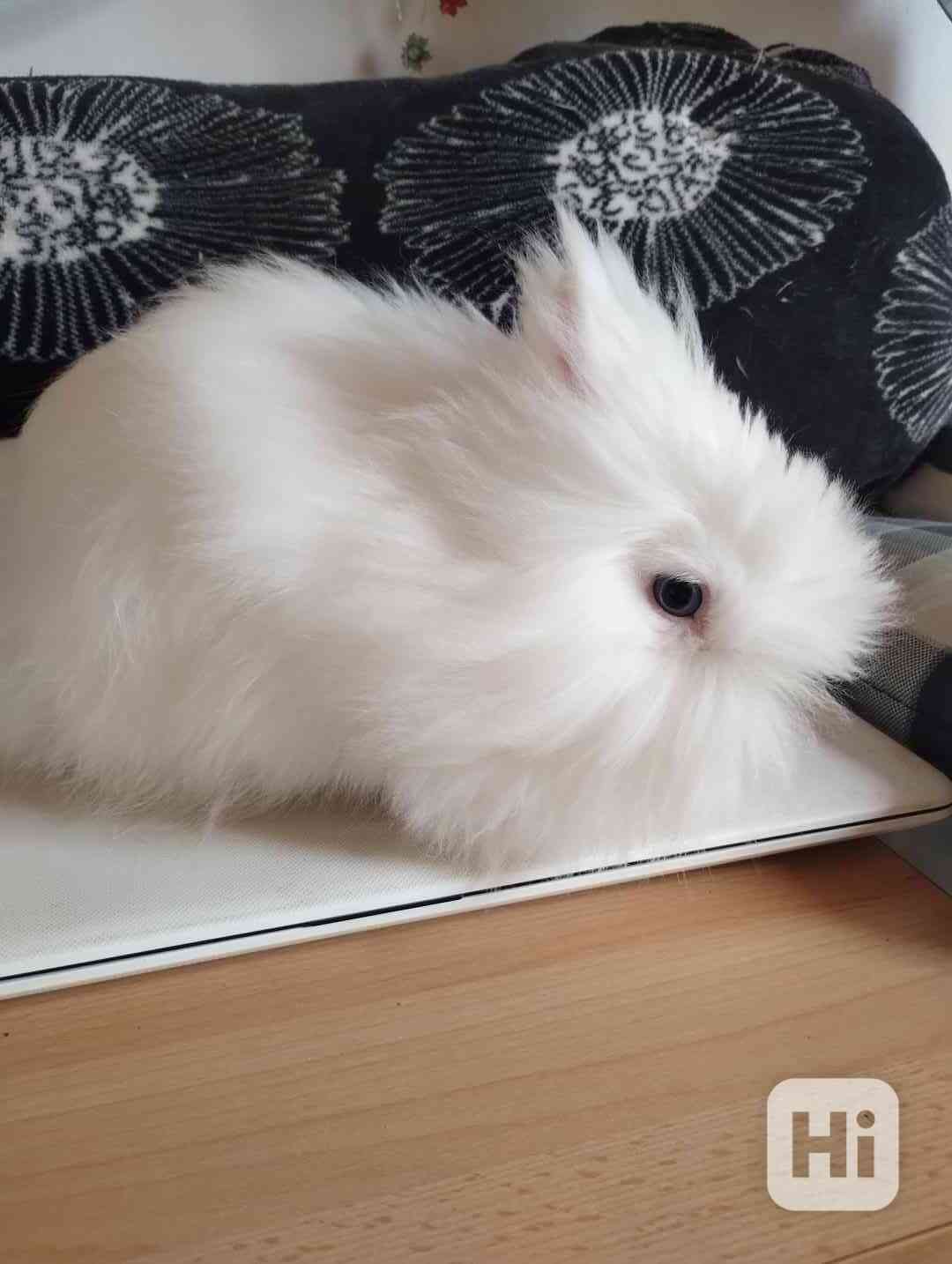 Králík  - foto 1