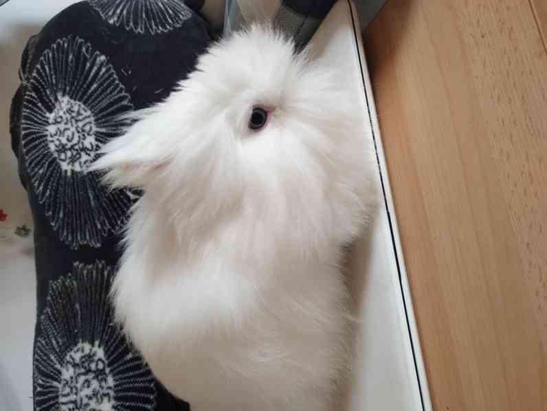 Králík  - foto 1