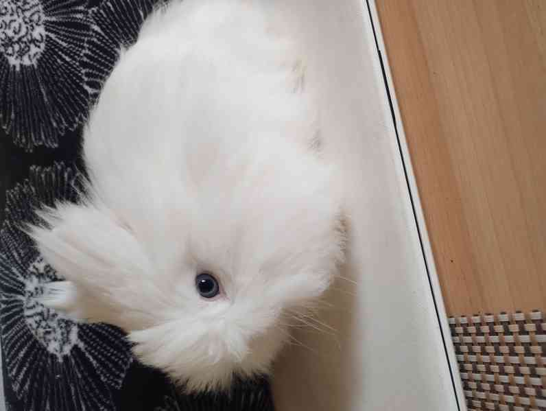 Králík  - foto 2