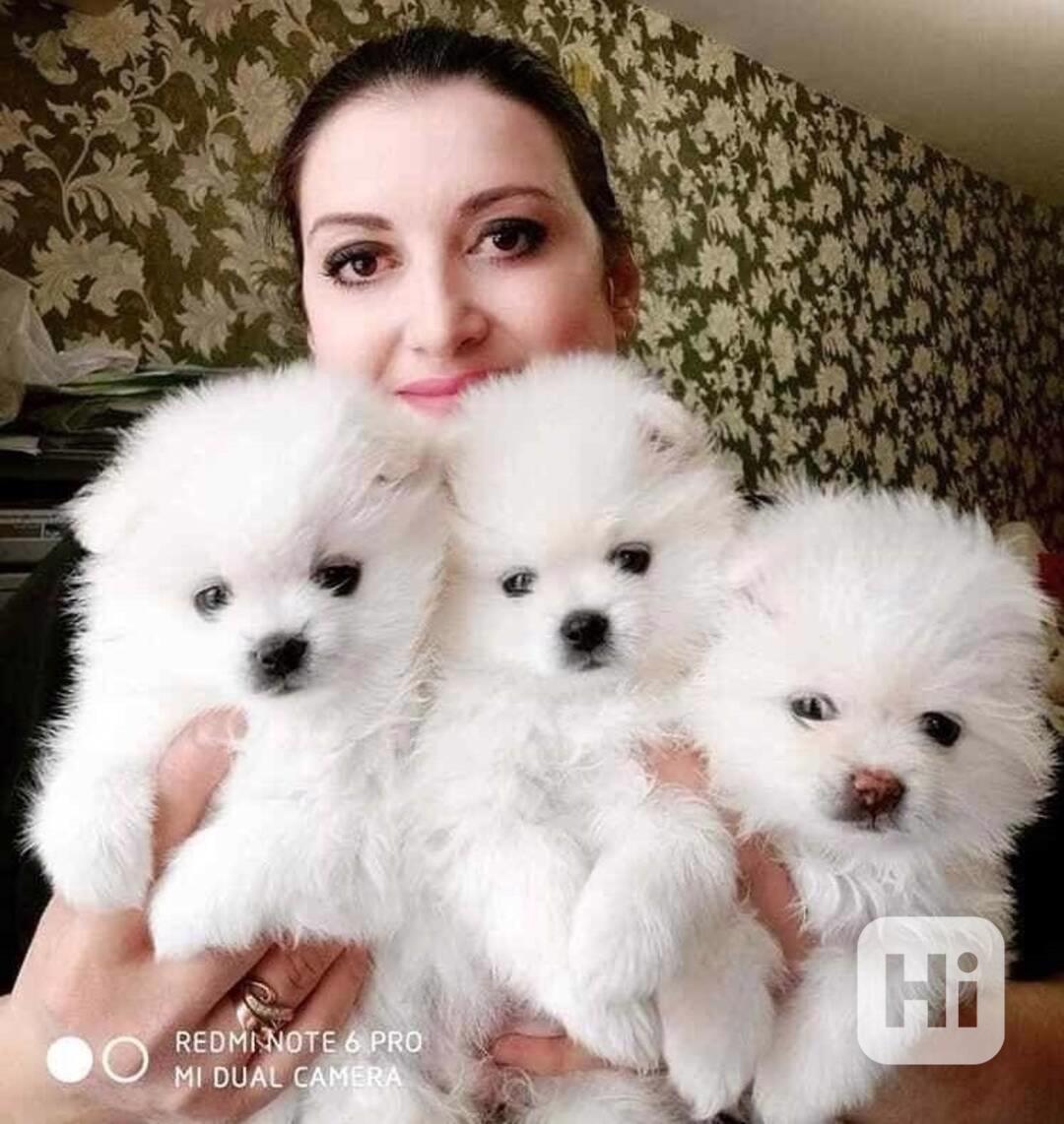 ŠTĚŇATA POMERANIAN PEPPER - foto 1