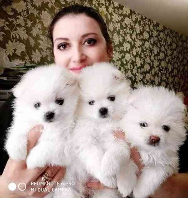 ŠTĚŇATA POMERANIAN PEPPER - foto 1