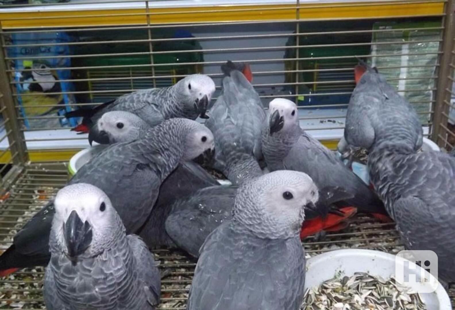 ✨ Výjimeční papoušci šedí afroameričtí ve věku 1 roku a 3 mě - foto 1