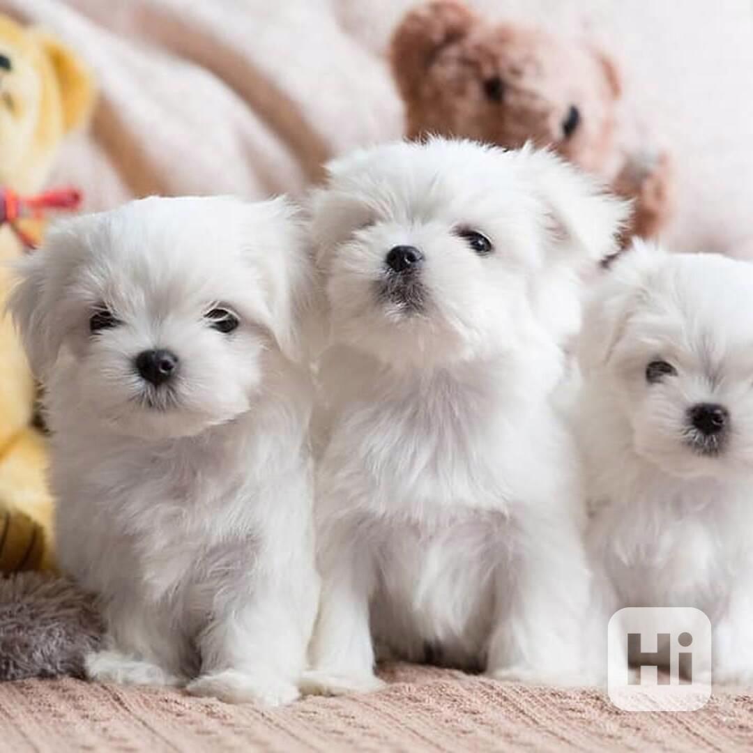 Vynikající štěňata maltézského ovčáka připravená do svého no - foto 1