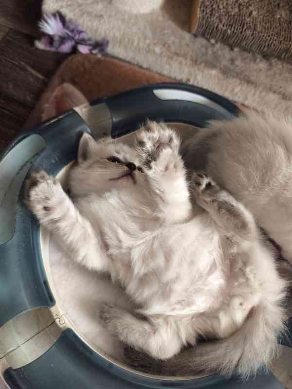 Ragdoll - foto 8