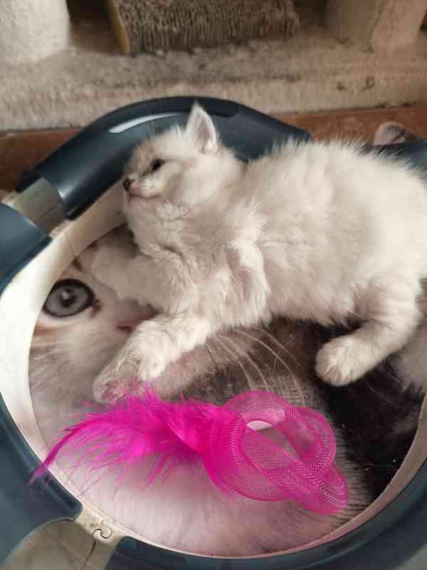 Ragdoll - foto 7