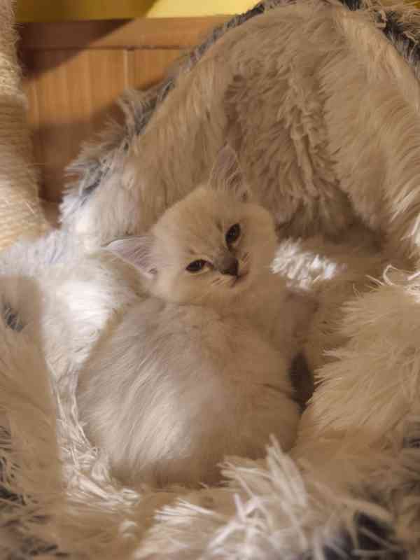 Ragdoll - foto 3