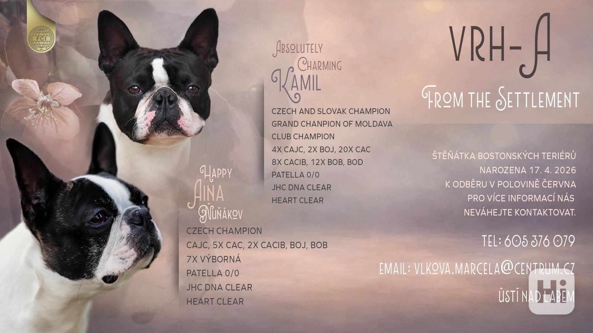 Bostonský teriér - foto 1