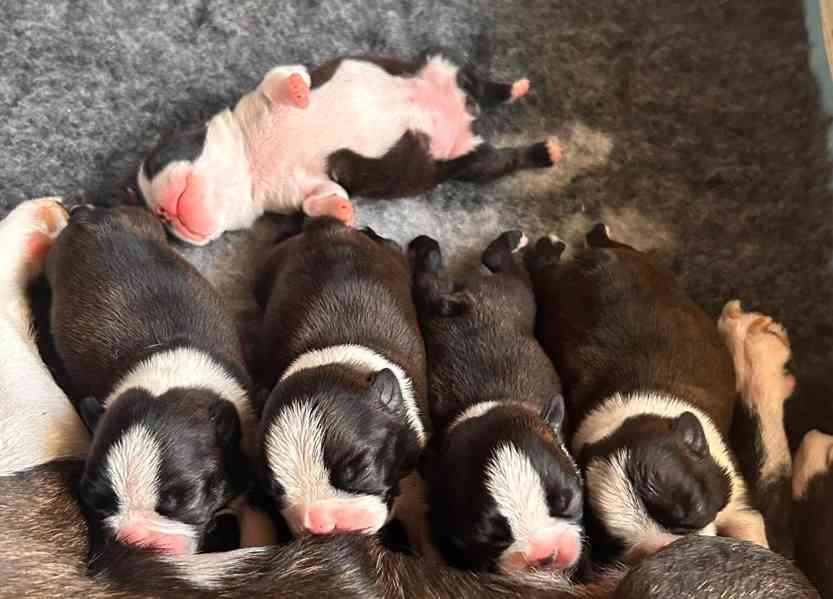 Bostonský teriér - foto 3