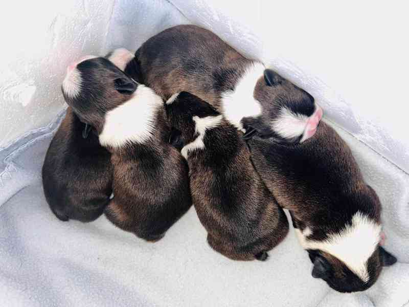 Bostonský teriér - foto 2