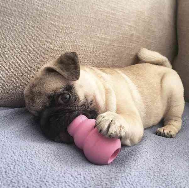 Pug - foto 3