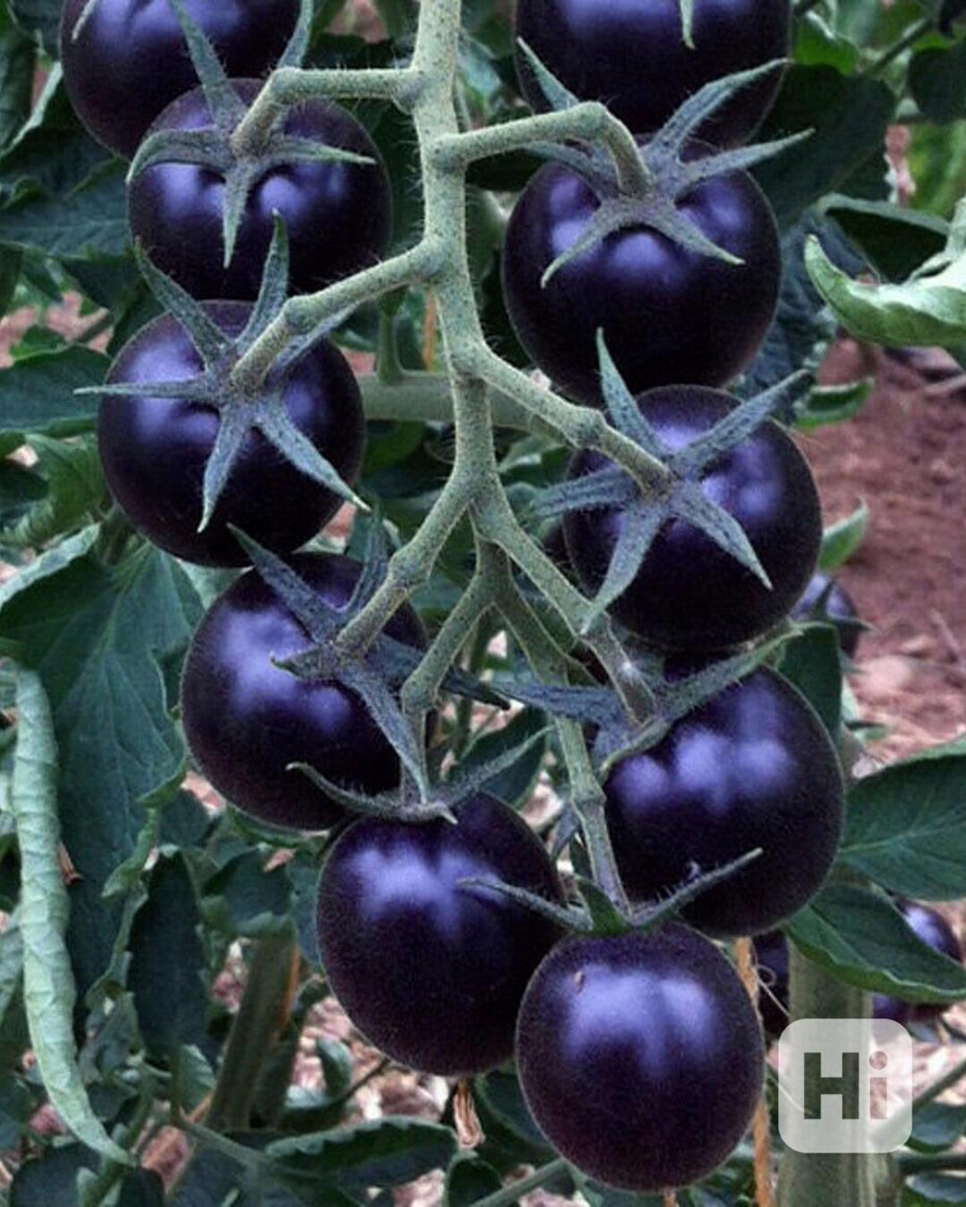 semena rajče Blackball