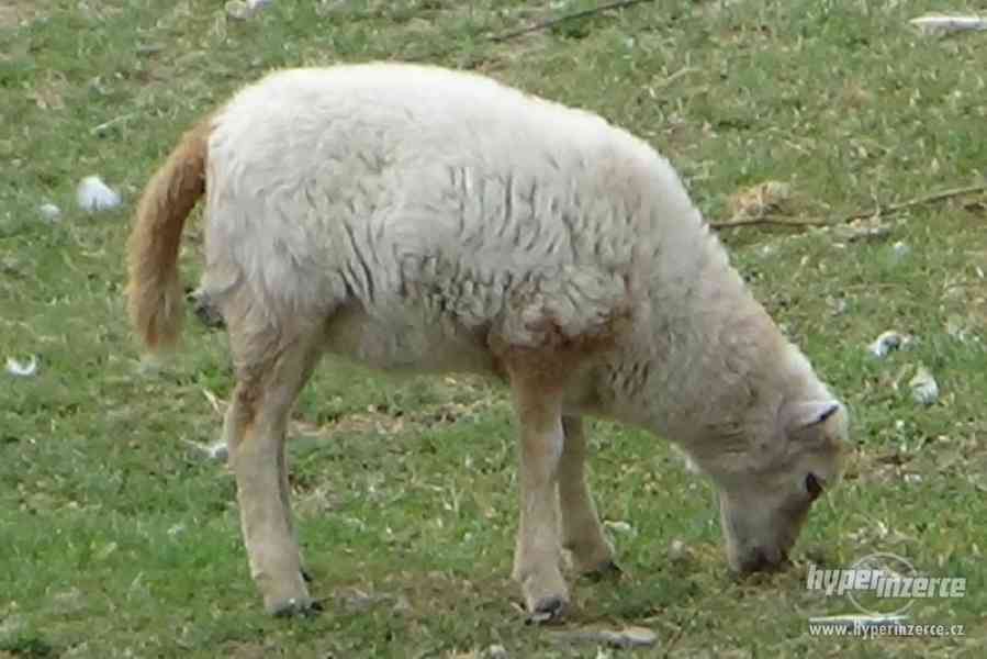 Quessantské ovce - foto 1