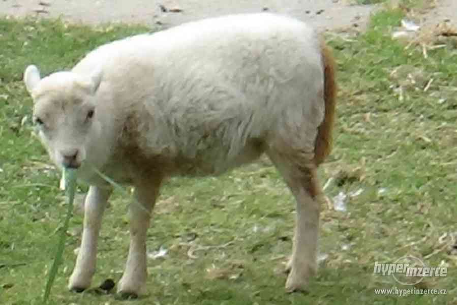 Quessantské ovce - foto 2