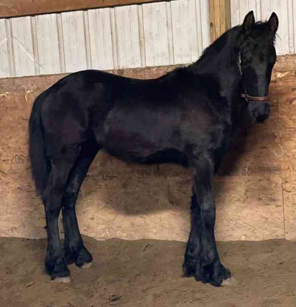 Fríský kůň - foto 2