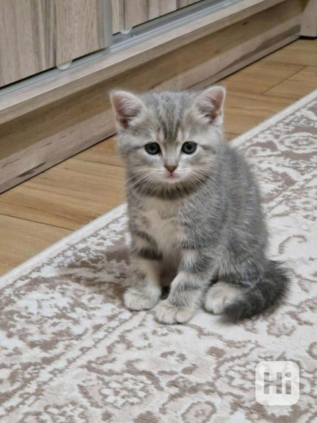 Úžasná britská krátkosrstá koťátka k adopci zdarma  - foto 1