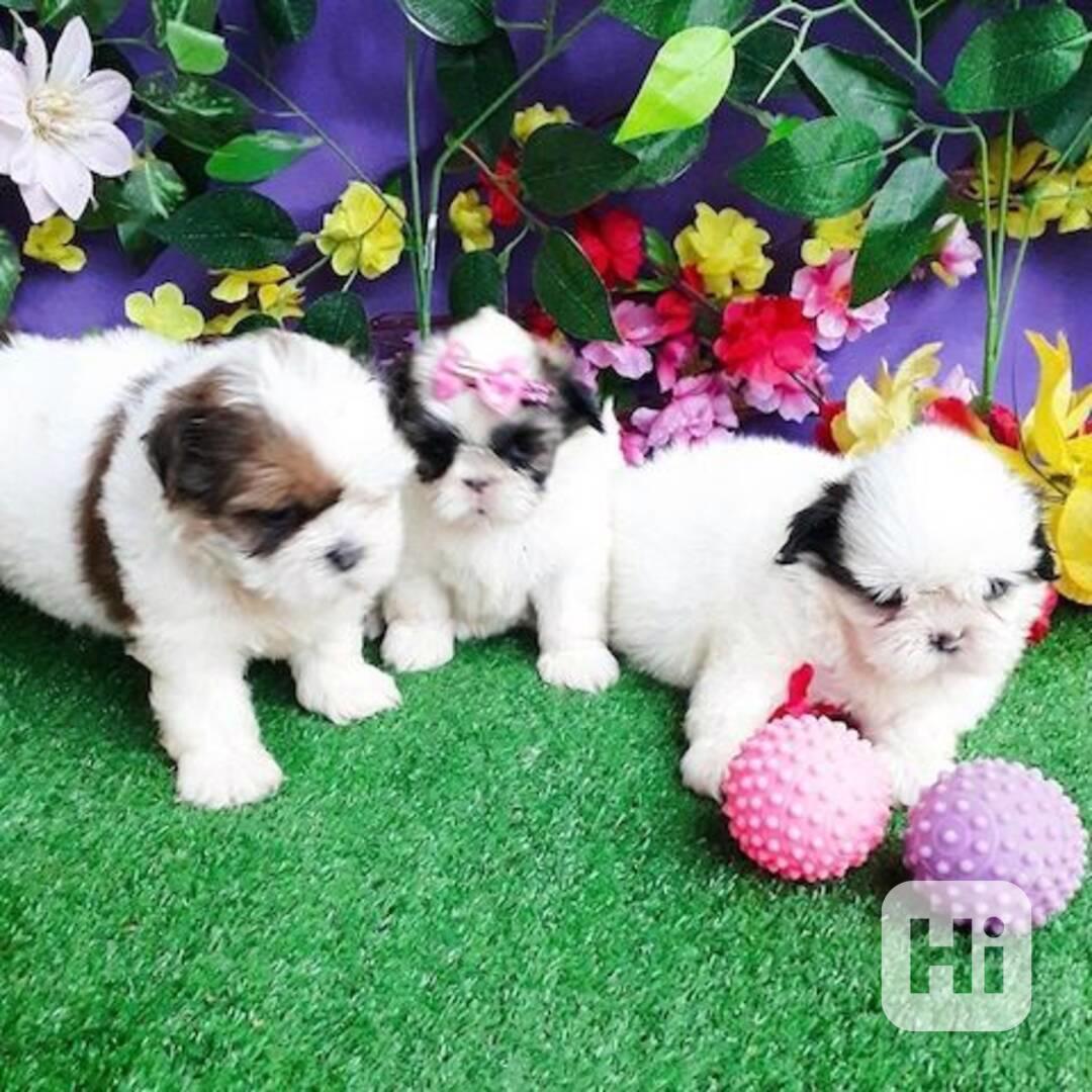 štěňátka shih tzu k adopci zdarma - foto 1