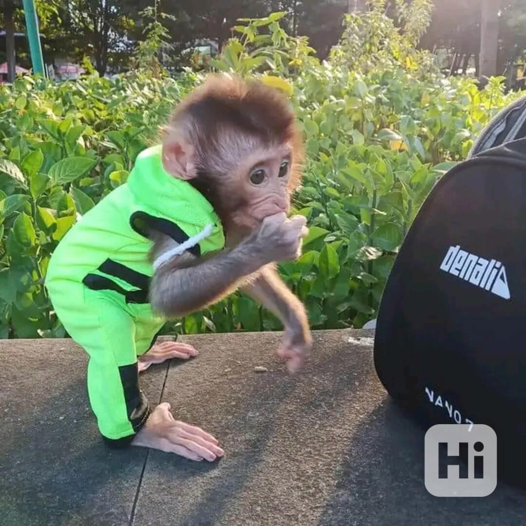  Dojemný kapucínský kamarád - foto 1