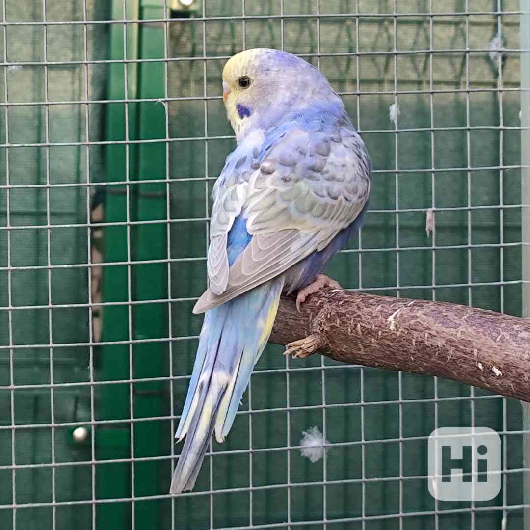 Prodám Andulky  - foto 1
