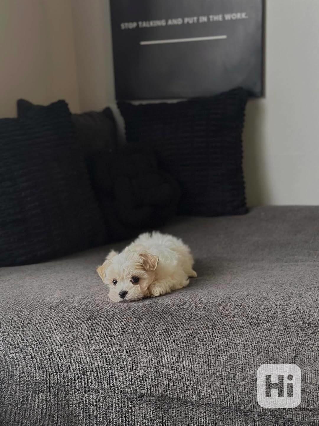 Štěňata bišonků - foto 1