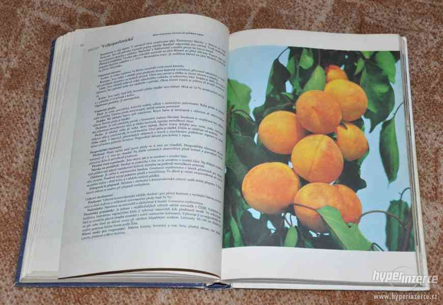 kniha Atlas odrůd ovoce (1978) - foto 6