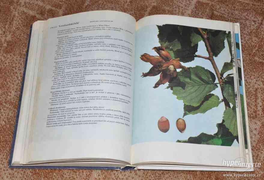 kniha Atlas odrůd ovoce (1978) - foto 7