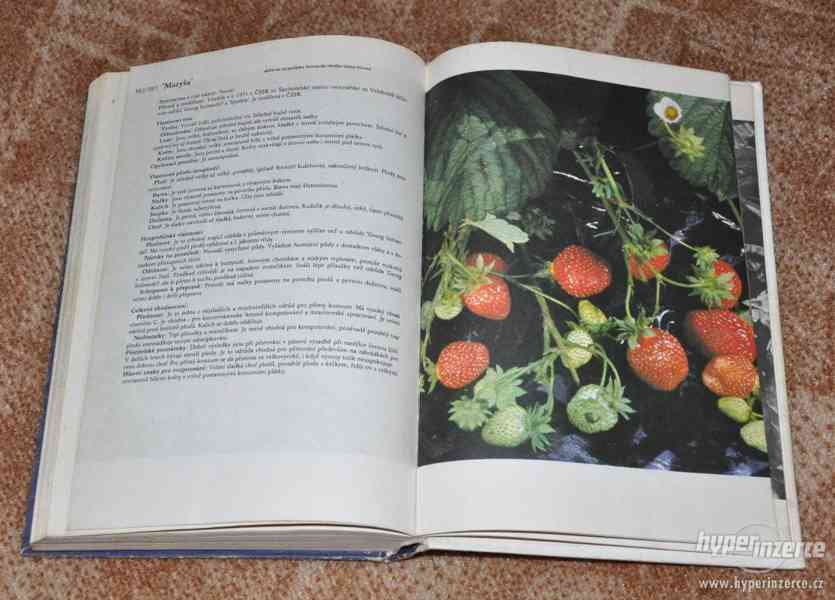 kniha Atlas odrůd ovoce (1978) - foto 8