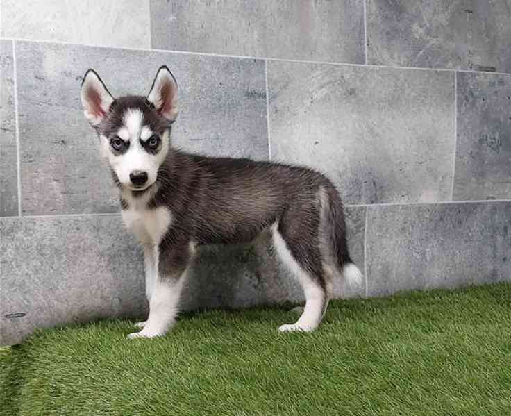 Husky na prodej - foto 3