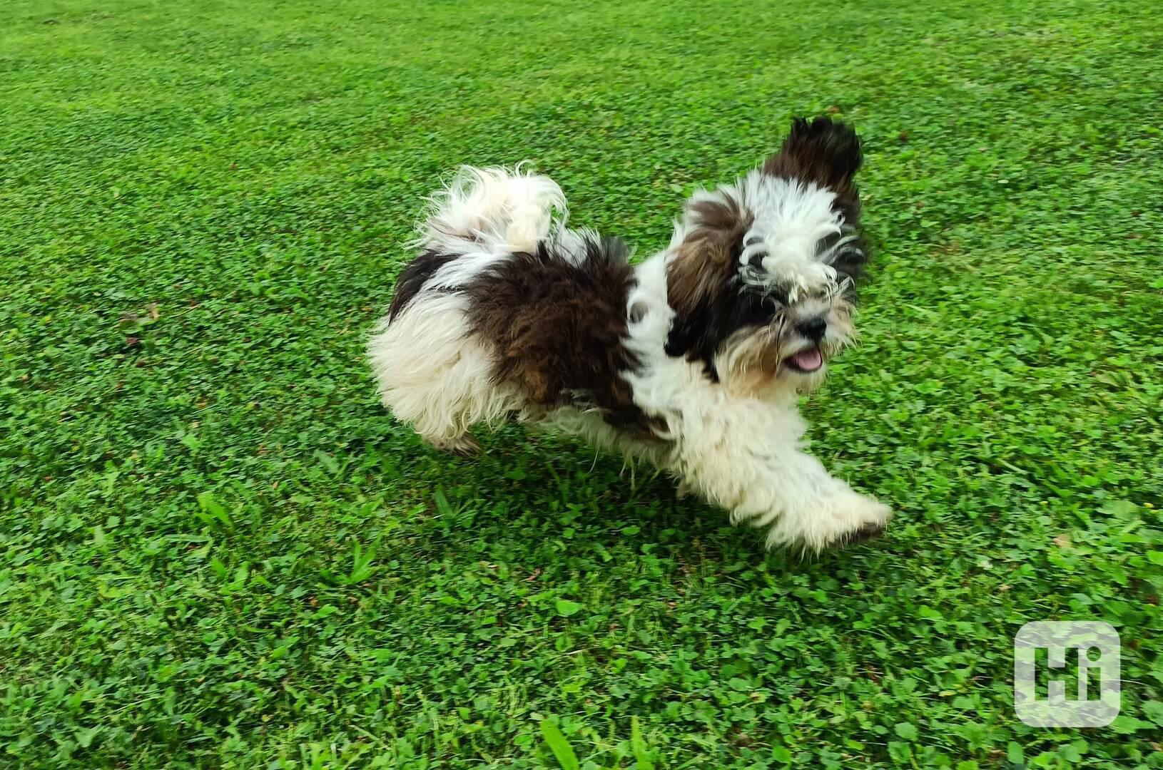 Shih-tzu - prodám pejska bez pp - foto 1