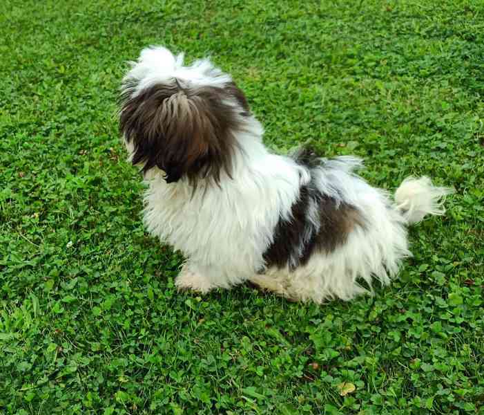 Shih-tzu - prodám pejska bez pp - foto 3