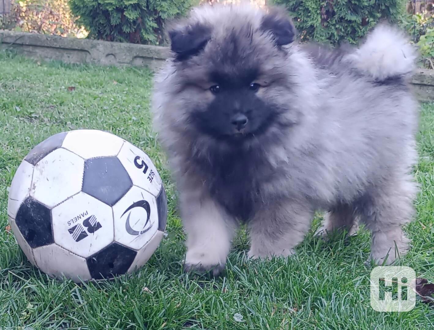 Německý špic vlčí / keeshond prodám krásná štěňata s PP - foto 1