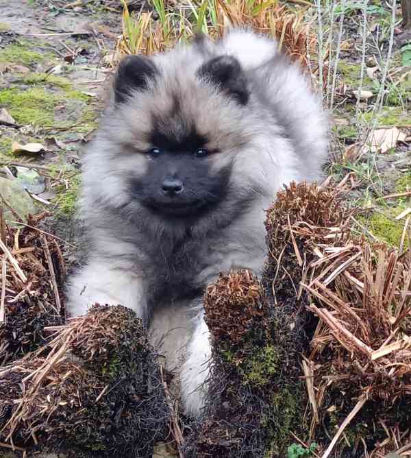 Německý špic vlčí / keeshond prodám krásná štěňata s PP - foto 2