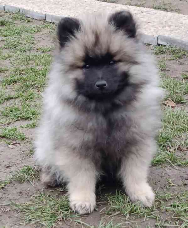 Německý špic vlčí / keeshond prodám krásná štěňata s PP - foto 3