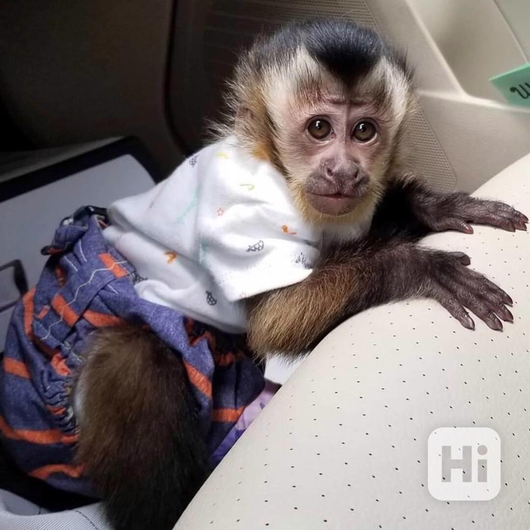 Prodám rozkošná mláďata kapucínských opic - foto 1