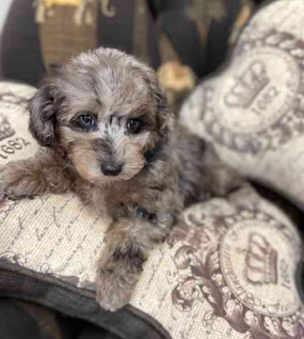 Pudl trpaslík - foto 2