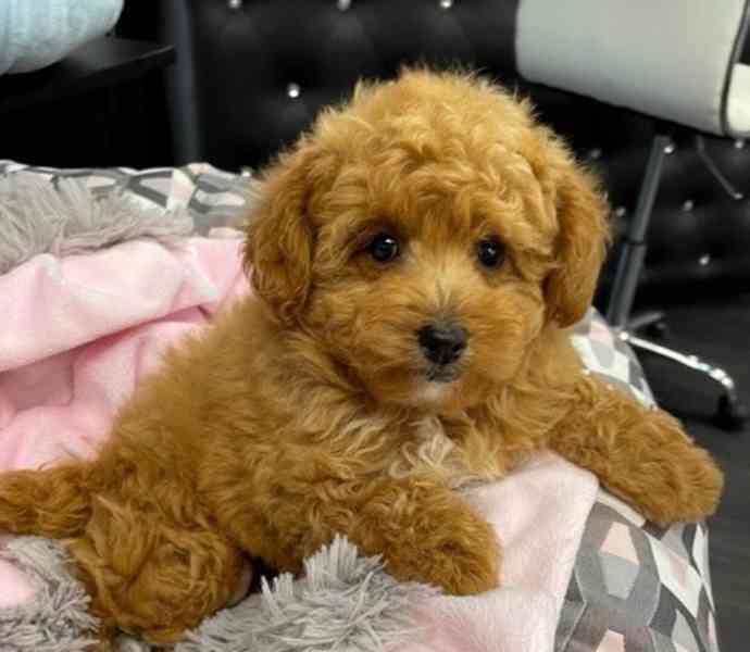 Pudl trpaslík - foto 1