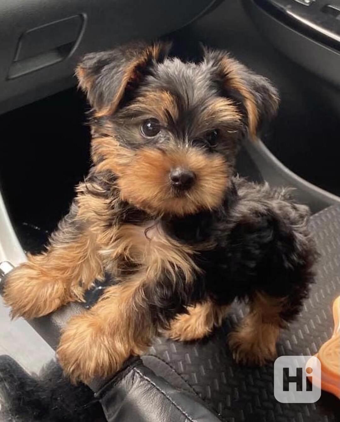 Jorkšírský teriér. - foto 1