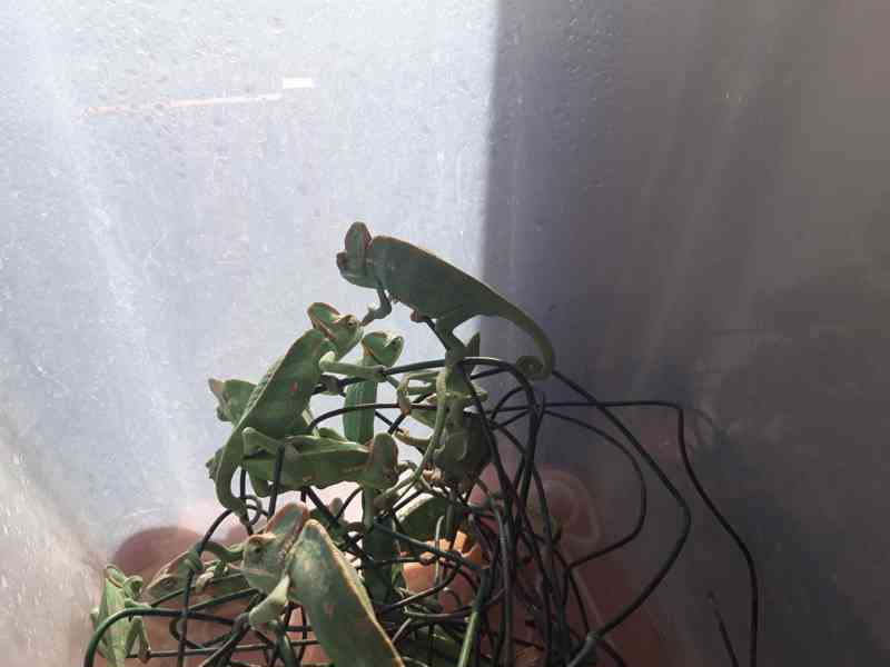 Chameleon jemenský - Chameleo calyptratus- samečci - foto 3